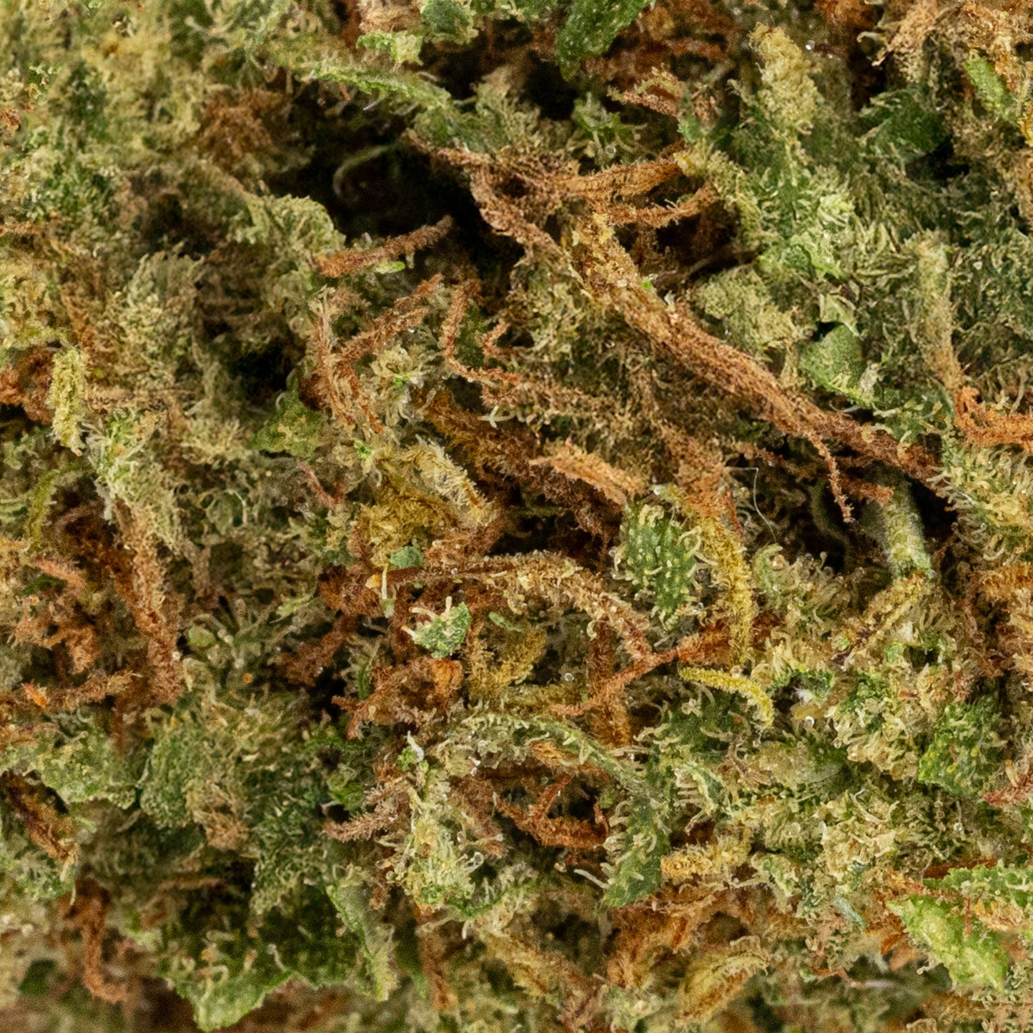 Biscotti | Glass-House | 9% CBD