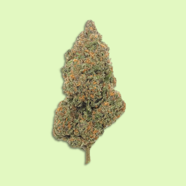 Black Sugar Rose | Glass-house | 13% CBD - Herbe à chat CBD