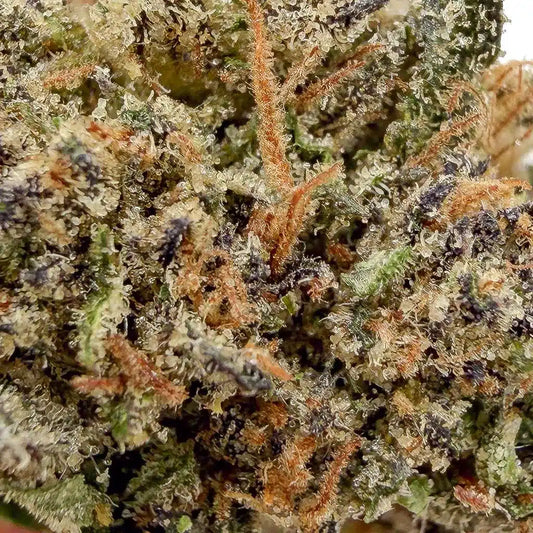 Sunset Sherbet | Glass-House | USA | 14% CBD