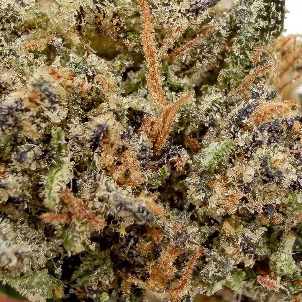 Sunset Sherbet | Glass-House | USA | 14% CBD