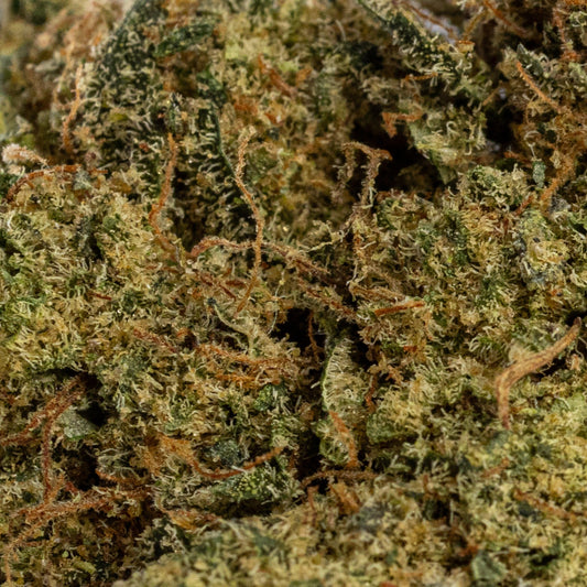 Gelato 33 | Indoor hydroponique | LIVE TERPENES | 12% CBD - Herbe à chat CBD