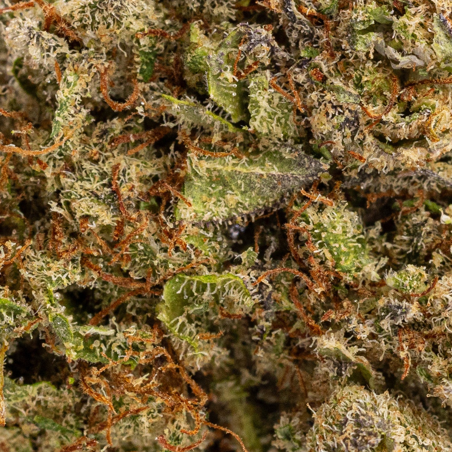 Aurora | Indoor | LIVE TERPENES | 17% CBD