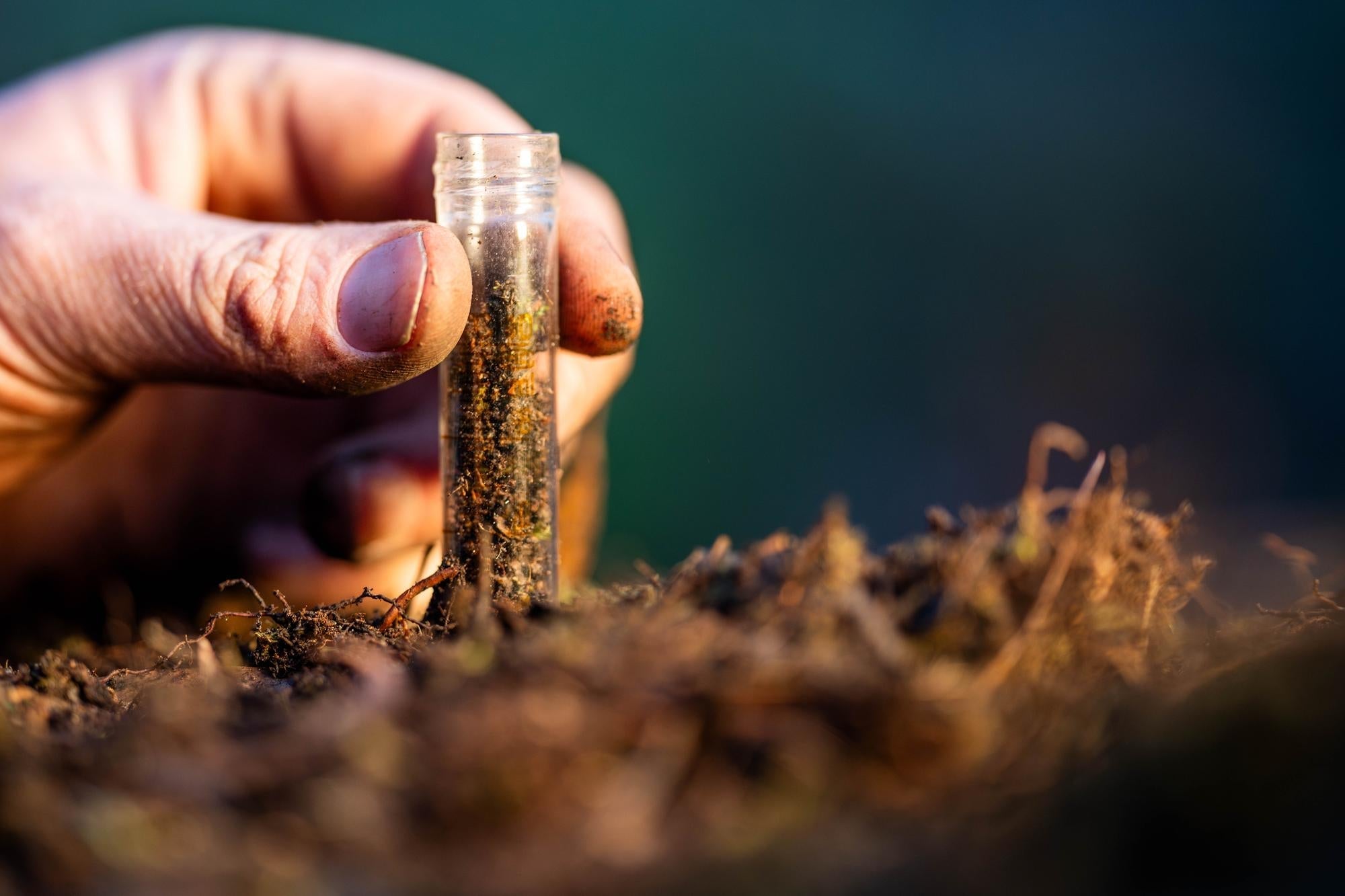 Le chanvre, super-plante au service de la dépollution Image