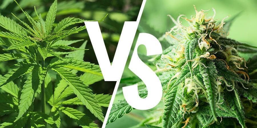 Sativa vs. Indica CBD, les différences à connaitre et comprendre - Herbe à chat CBD Image