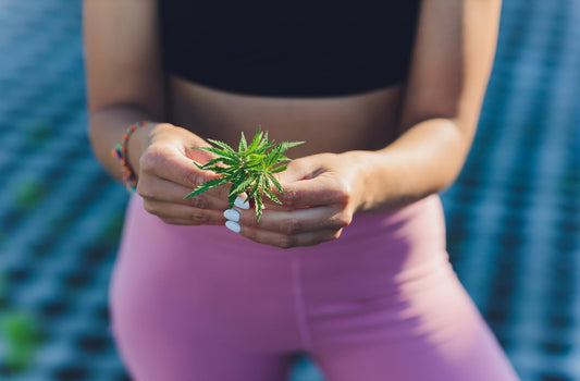 Quand les athlètes misent sur le CBD pour mieux récupérer, dormir… et gérer la douleur