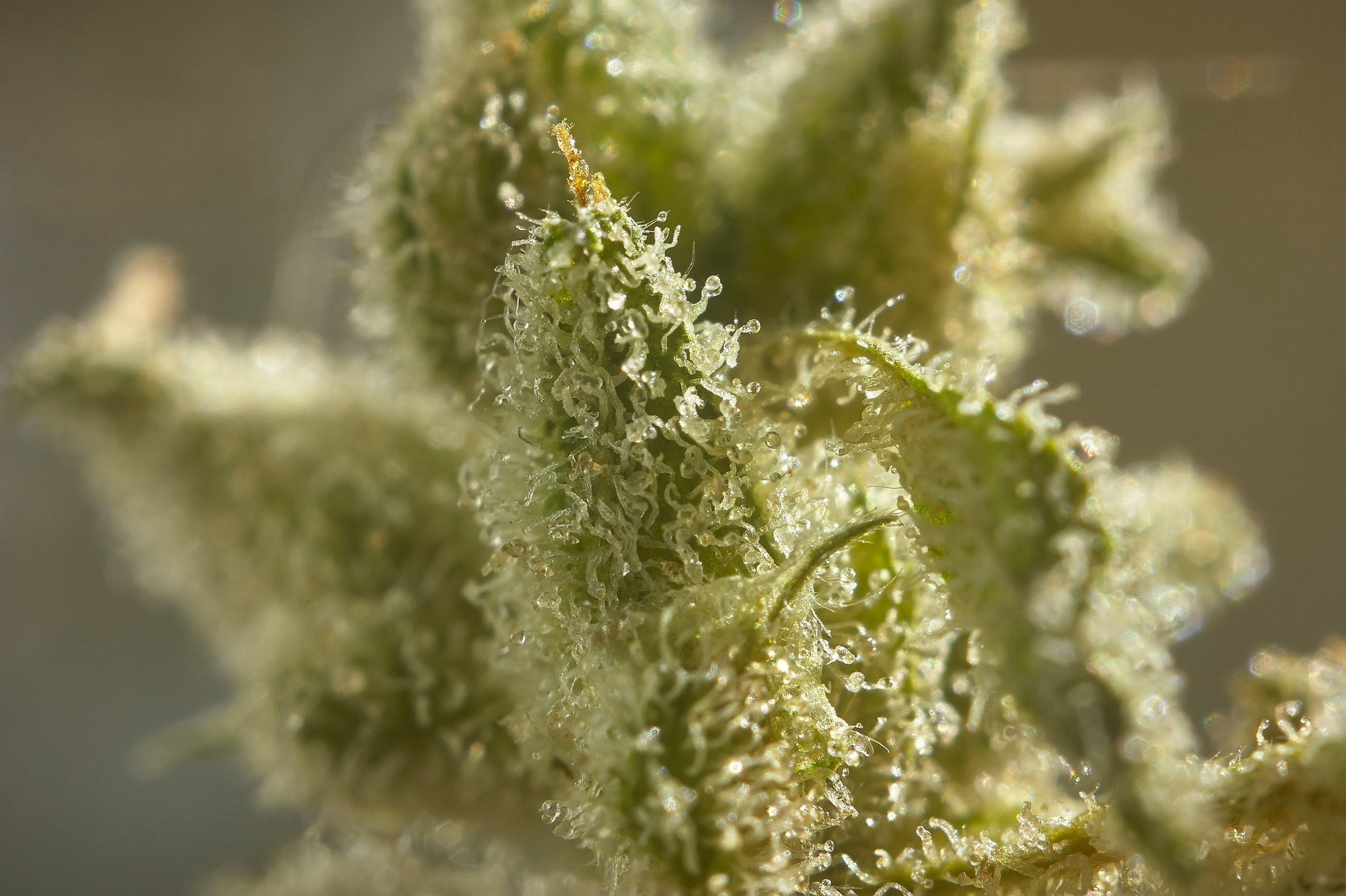 Pourquoi Faut-il Arrêter d’Appeler la Résine de CBD "Pollen de CBD" ?