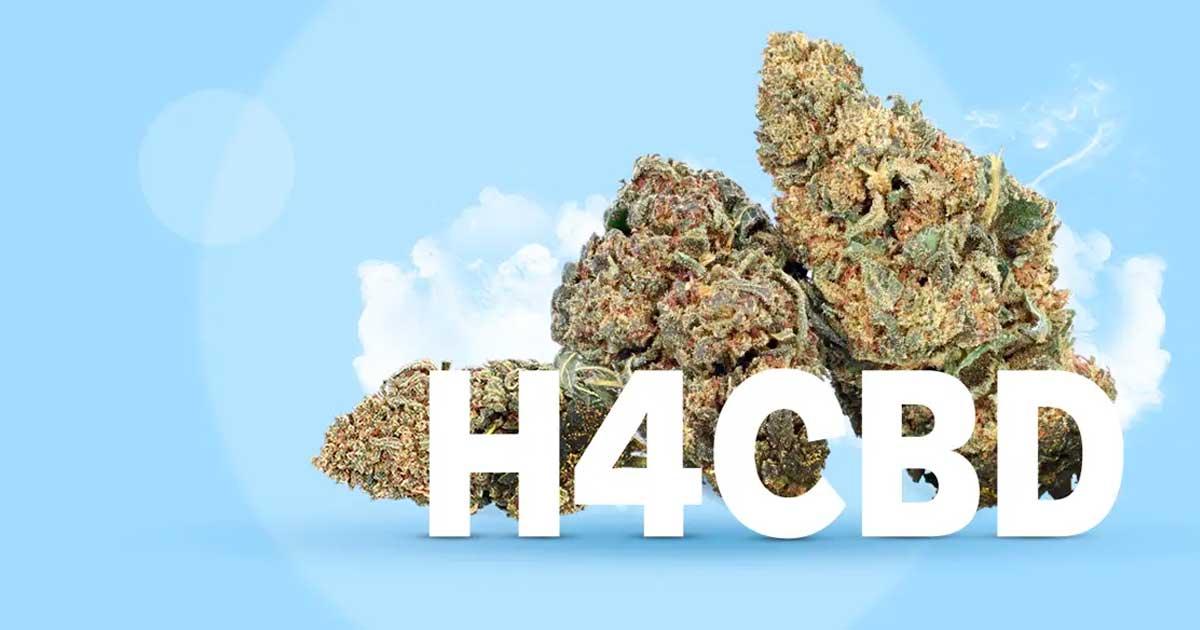 H4CBD : ce que vous devez savoir Image