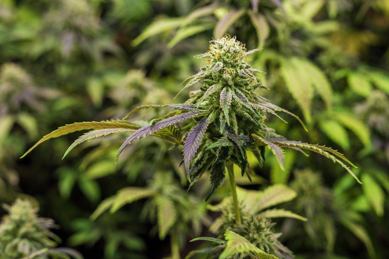 THCa - Le Maillon Essentiel Méconnu du Cannabis Image