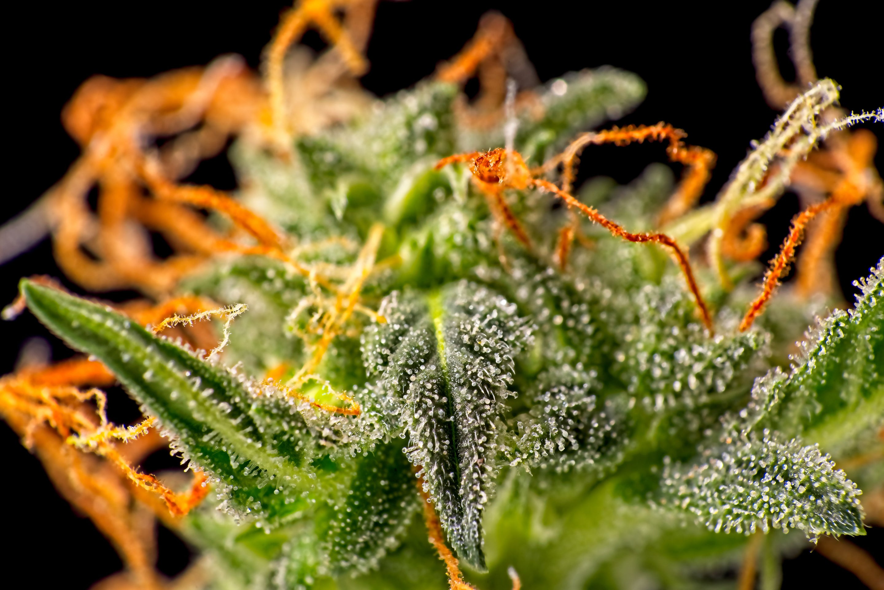 Au-delà des terpènes : Les secrets des arômes du cannabis enfin révélés