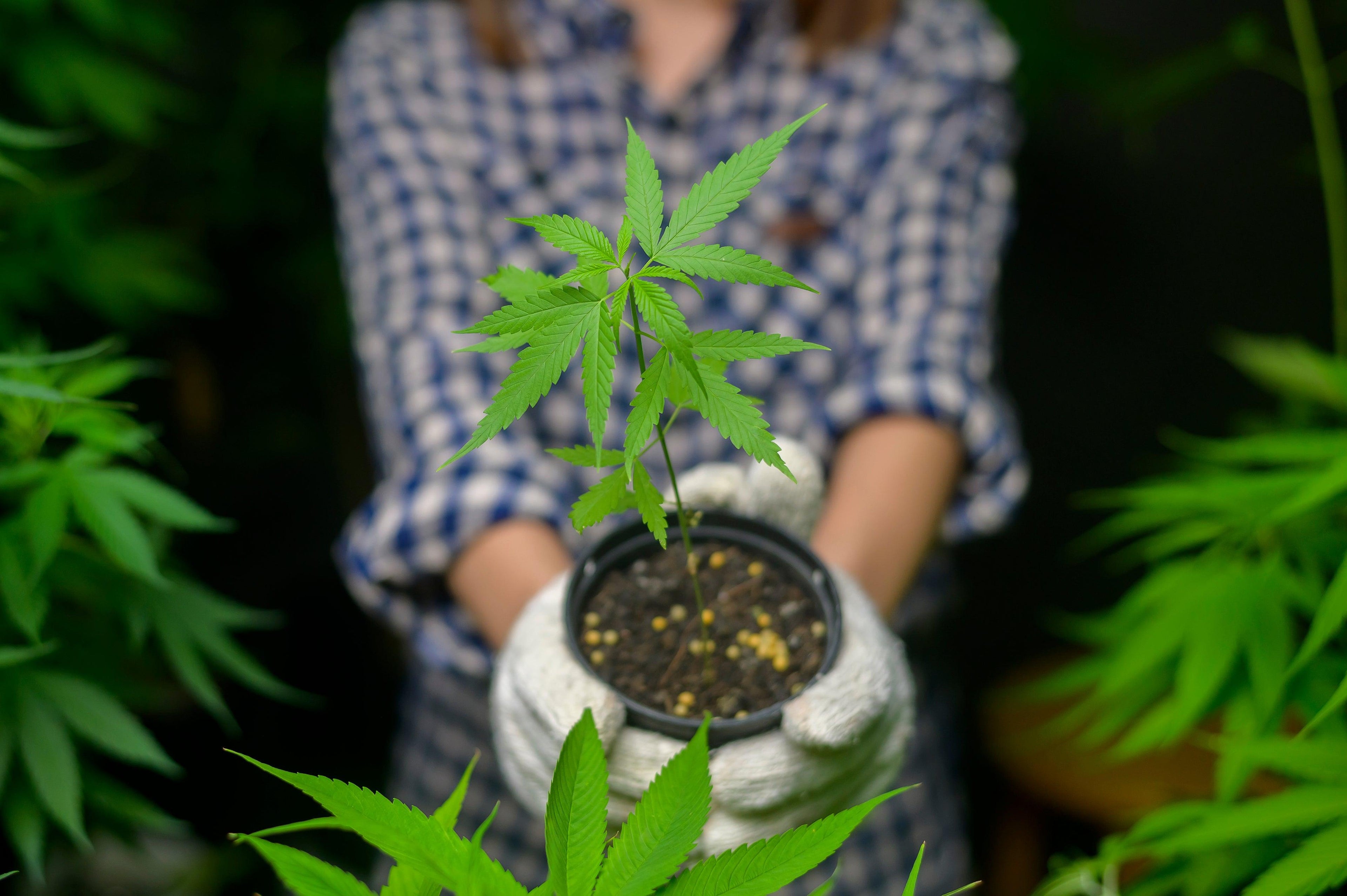 Parrainer un Plant de CBD Bio et Local : Une Alternative Accessible ! Image