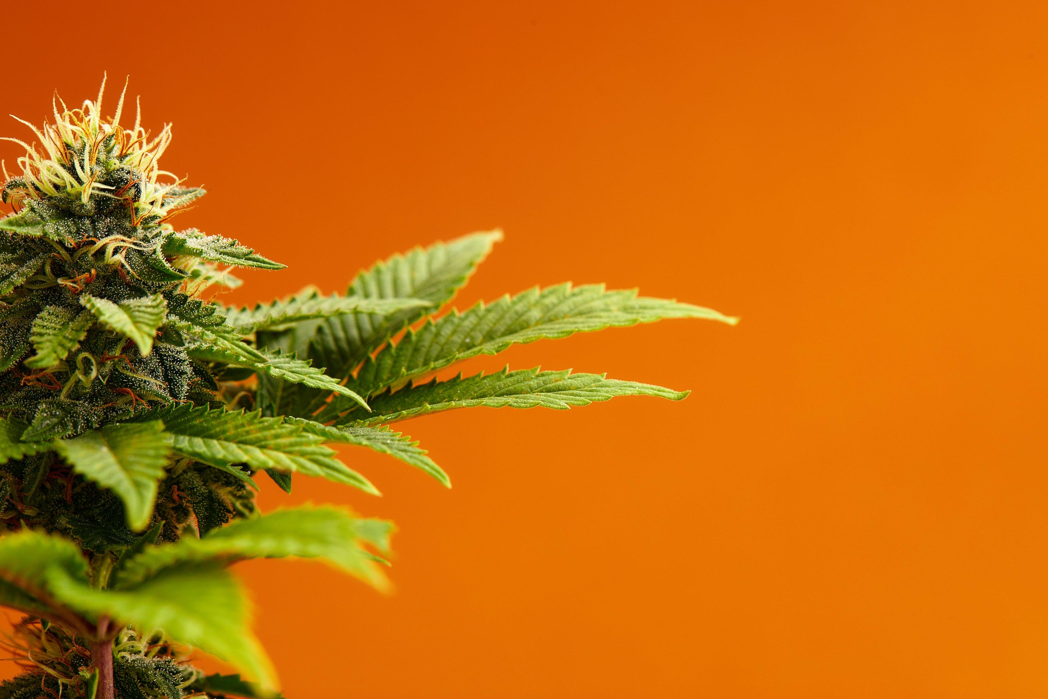 Découvrez le Wedding Cake HHCPO : Une Variété de CBD Appréciée pour sa Saveur et ses Bienfaits - Herbe à chat CBD Image