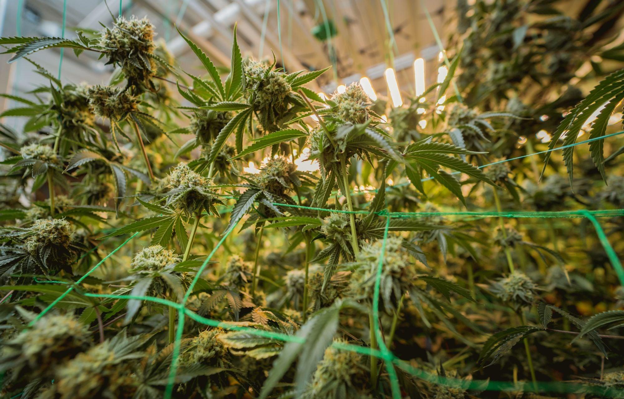 LE GUIDE ESSENTIEL DU CANNABIS BIO - Herbe à chat CBD Image