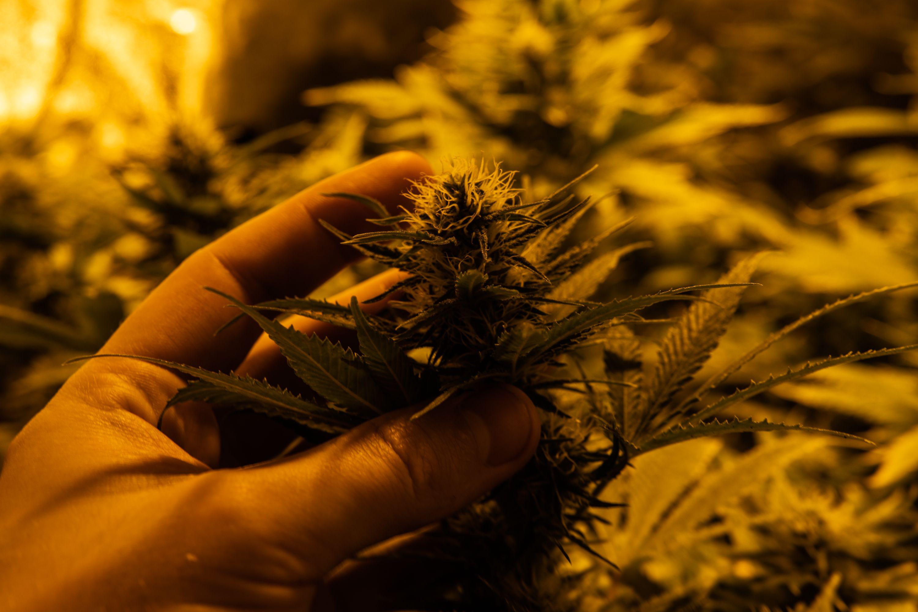 LES PLANTES CANNABIS À AUTOFLORAISON - Herbe à chat CBD Image