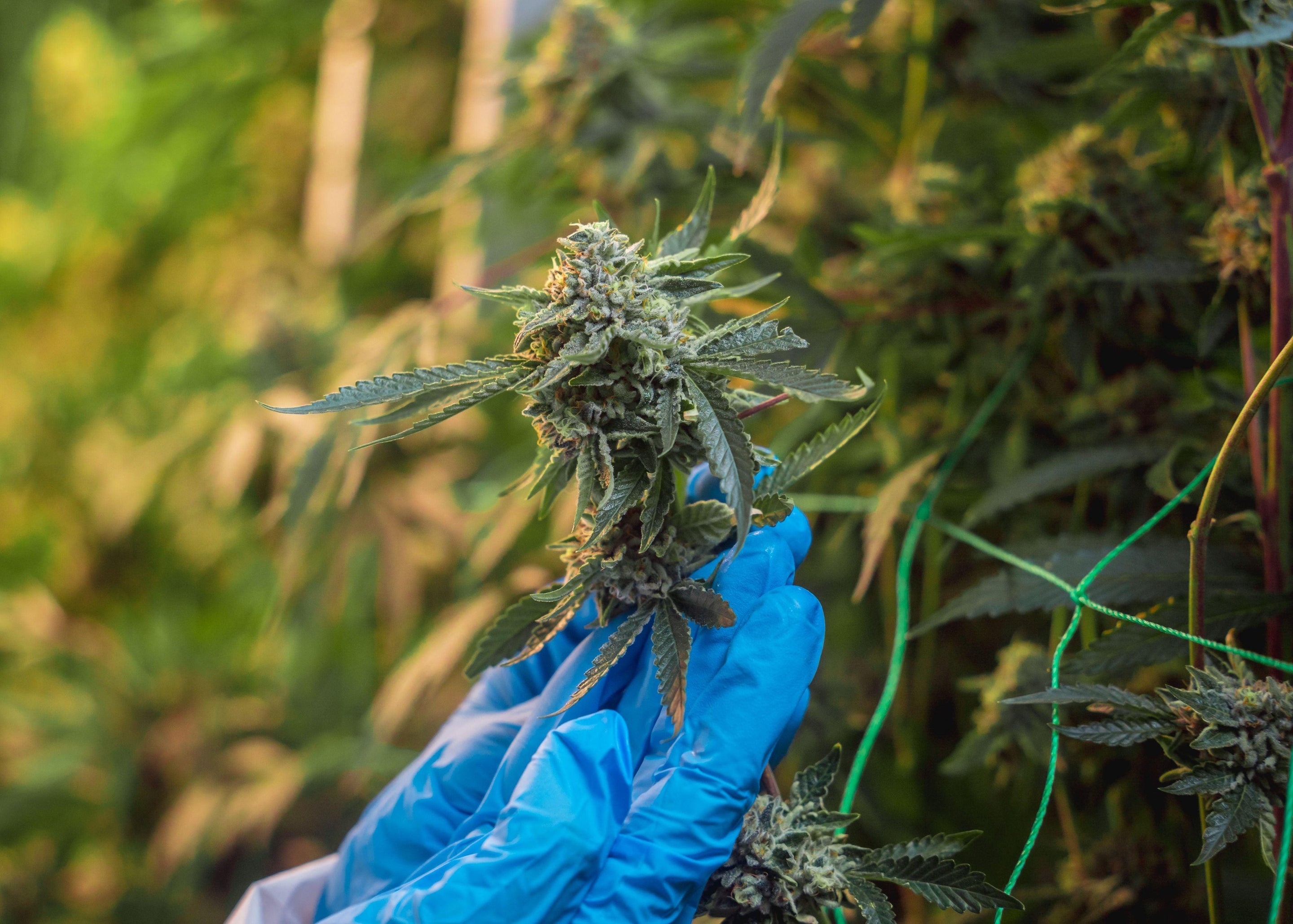LES TERPÈNES DE CANNABIS : UNE ALTERNATIVE PROMETTEUSE À LA MORPHINE - Herbe à chat CBD