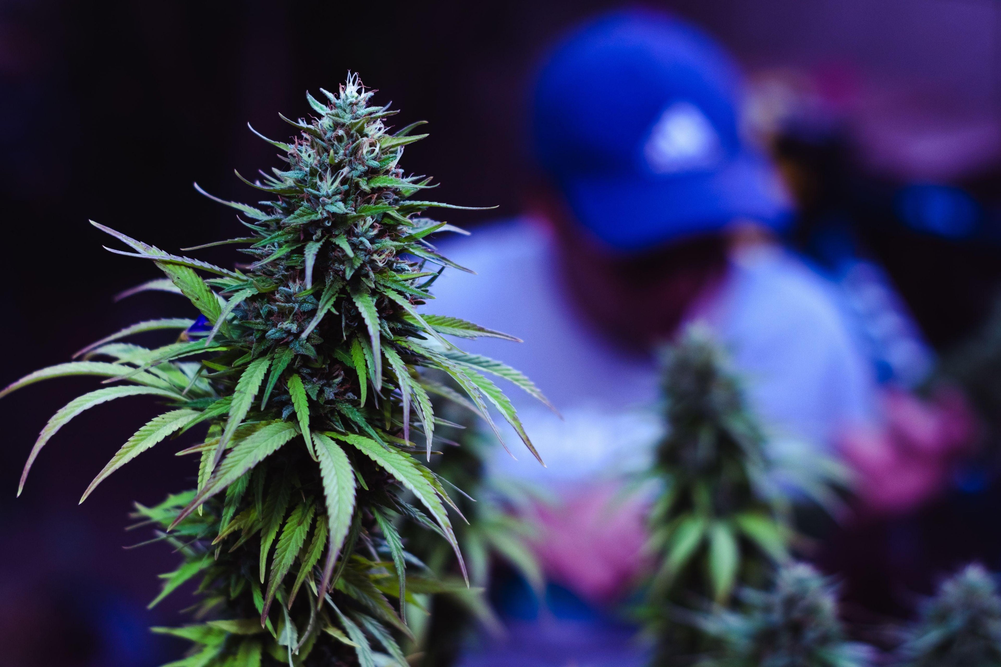 POURQUOI CRÉER DES HYBRIDES DE CANNABIS ? - Herbe à chat CBD Image