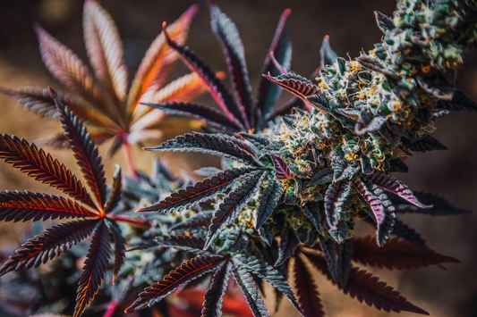 Cannabielsoxa : Une nouvelle voie contre le neuroblastome
