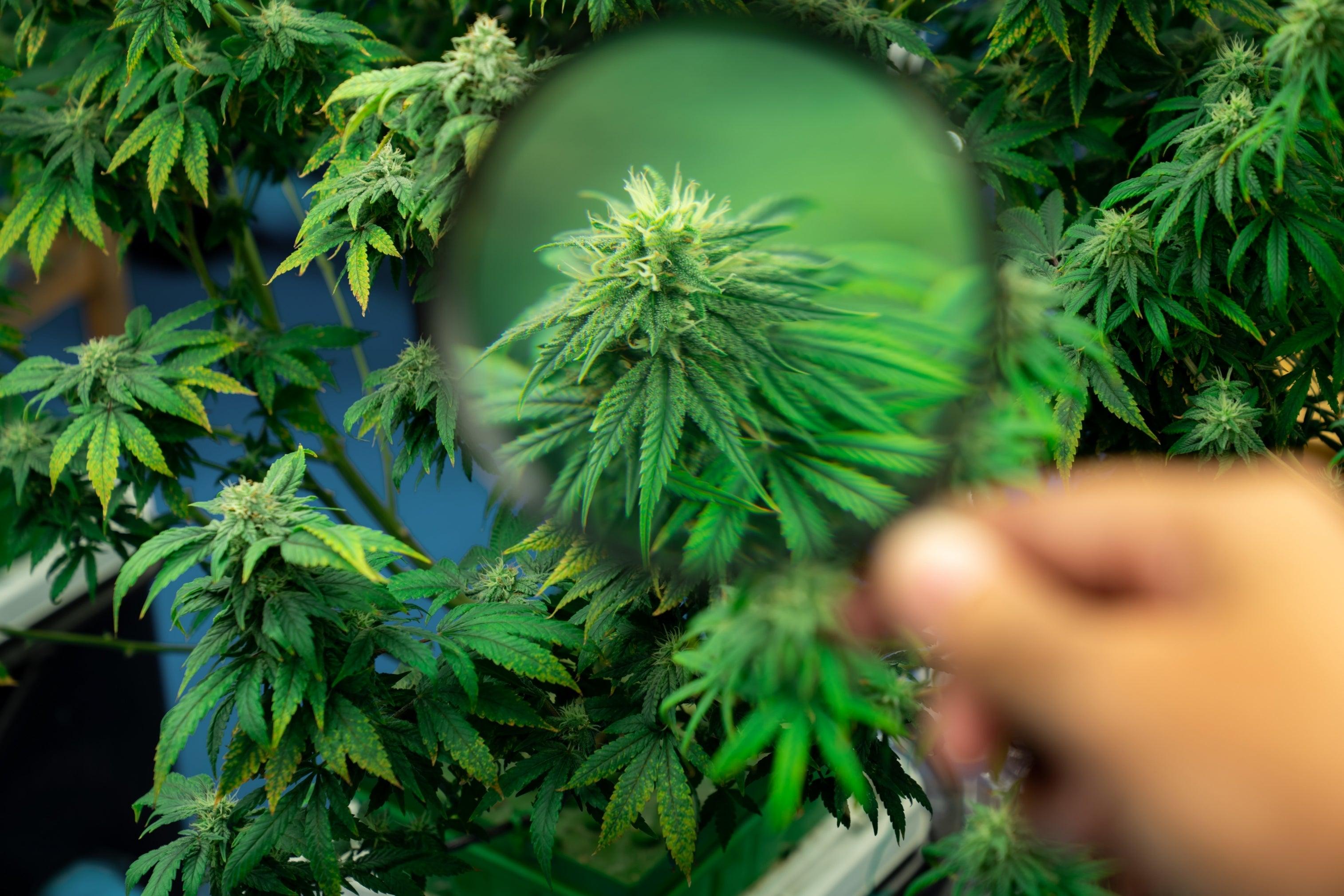 H4CBD : Un Dérivé Innovant pour les Troubles Neurologiques Image