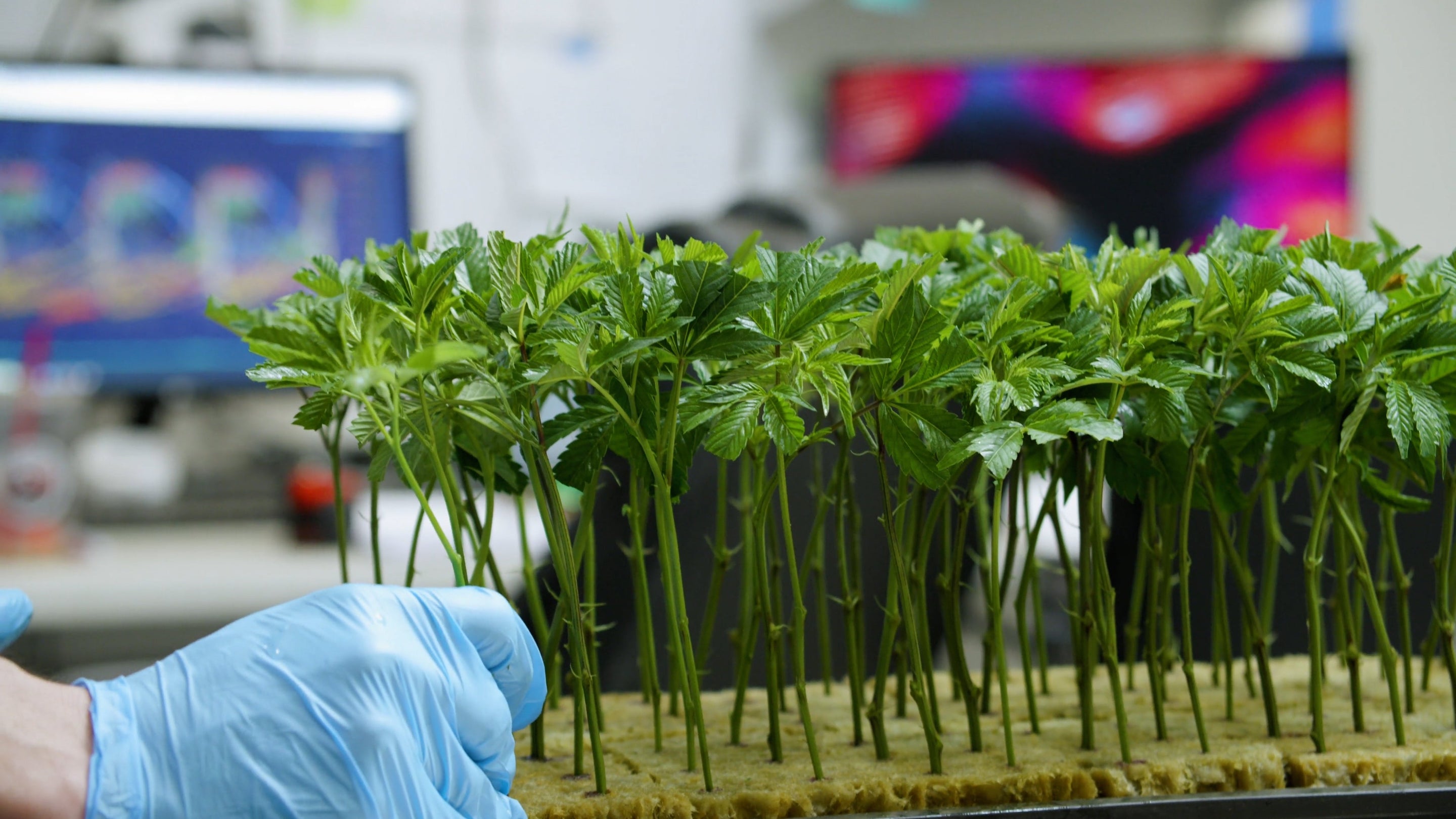 Le Cannabis Hydroponique : Tout Ce Que Vous Devez Savoir