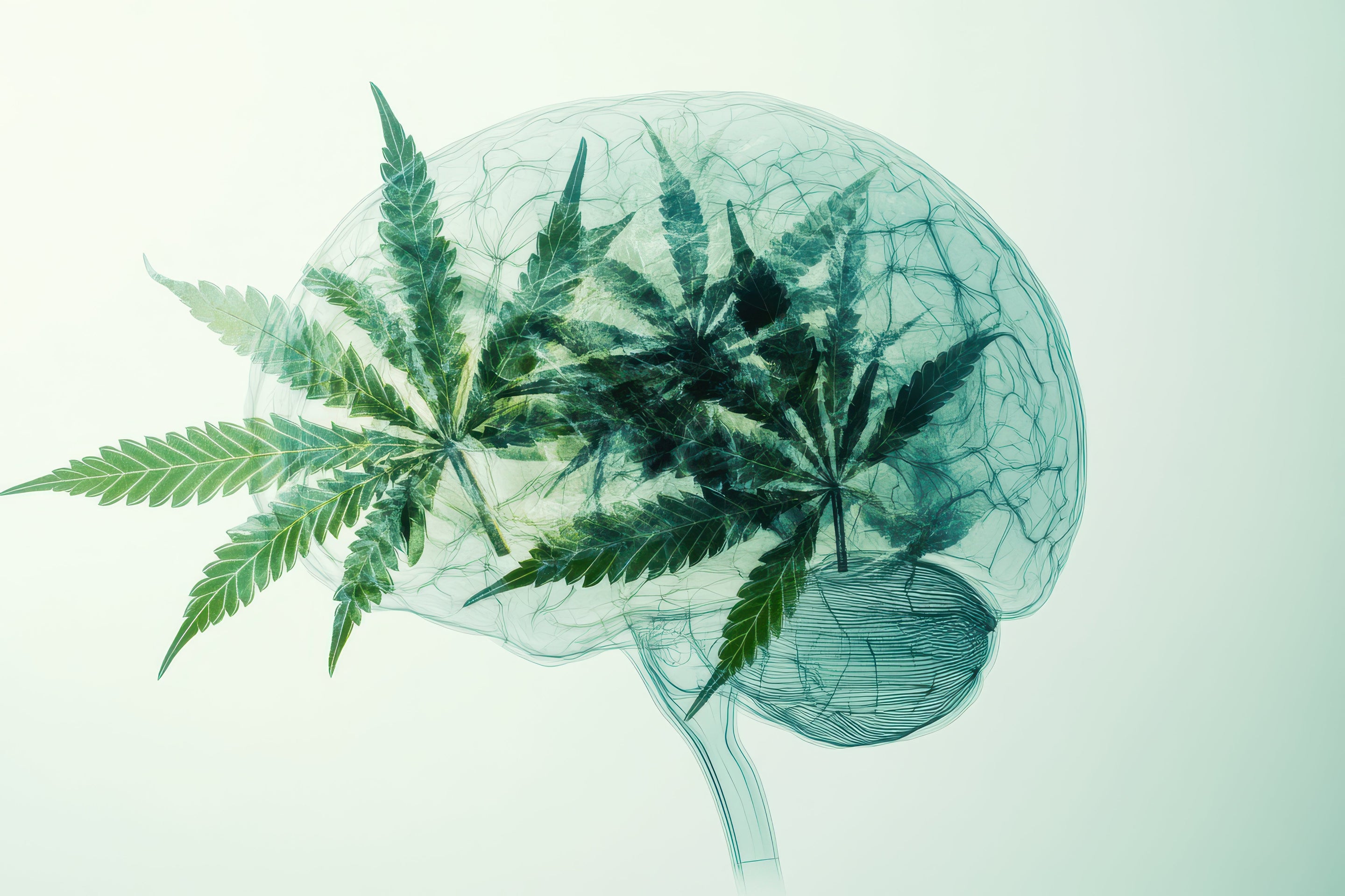 CBD : Psychoactif ou Psychotrope