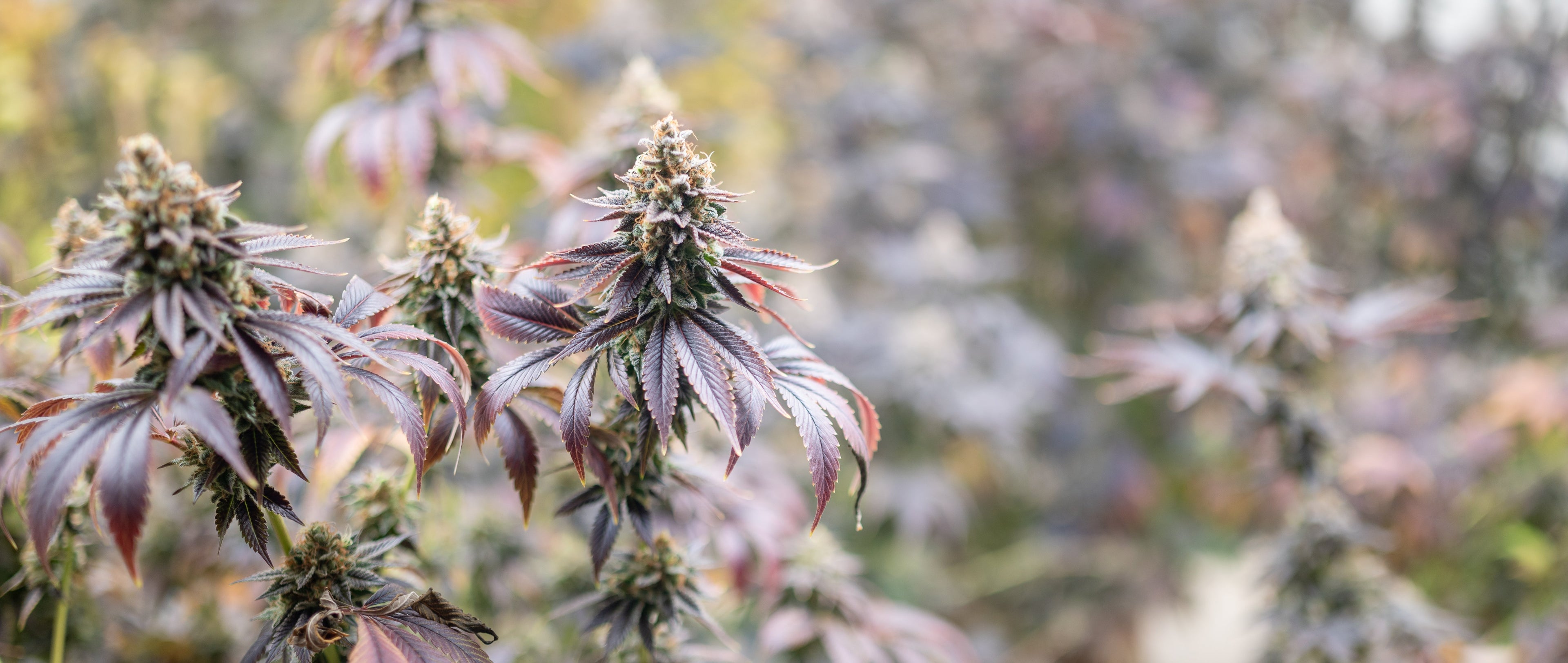 CBD en France : comment le recours au 49.3 a évité une crise majeure pour la filière Image