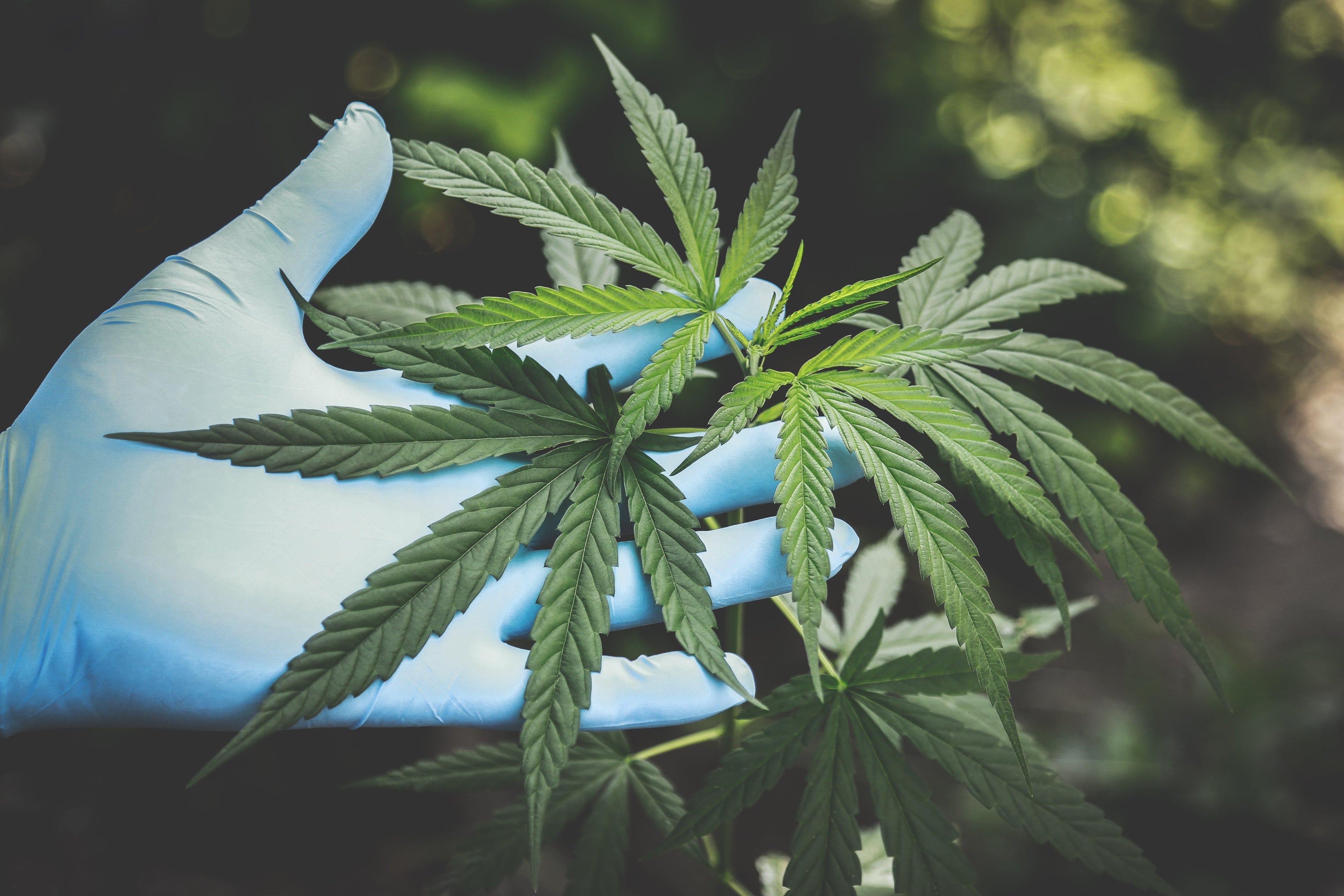 Tous ce qu'il y a à savoir sur : Le cannabis médical - Herbe à chat CBD Image