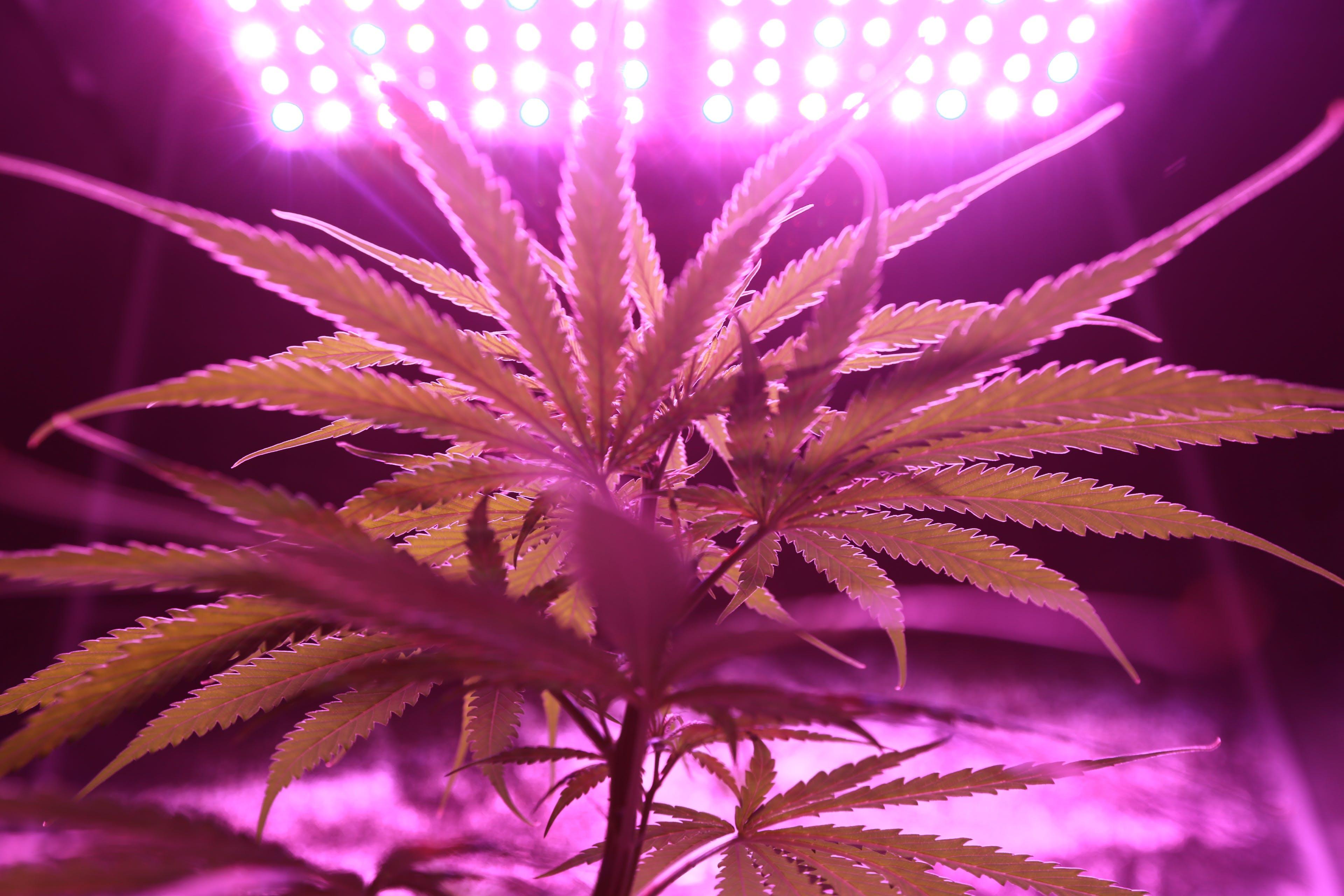Cultiver du CBD chez Soi, c'est possible en France ? Image