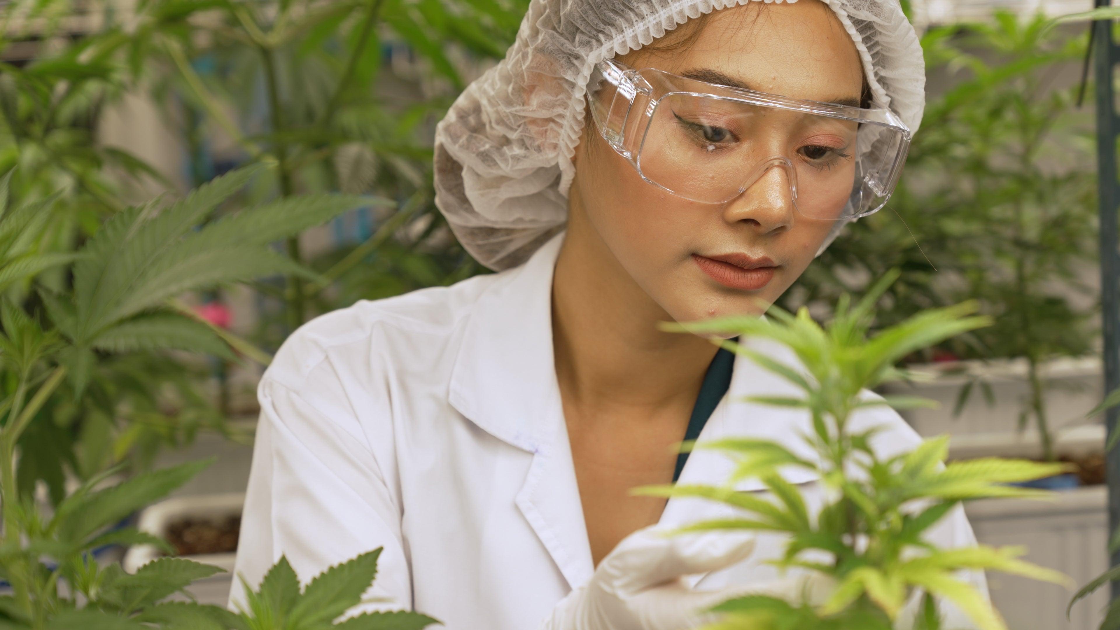 Une Approche Révolutionnaire : Fusion du CBD et des Agonistes du GLP-1 pour la Lutte contre l'Obésité Image