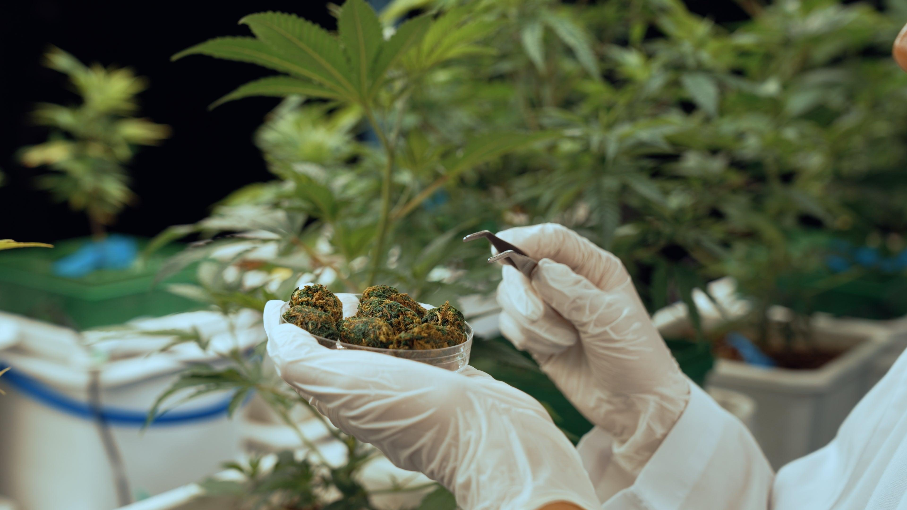 Découverte du THCP : Une Nouvelle Frontière dans le Monde du Cannabis Image