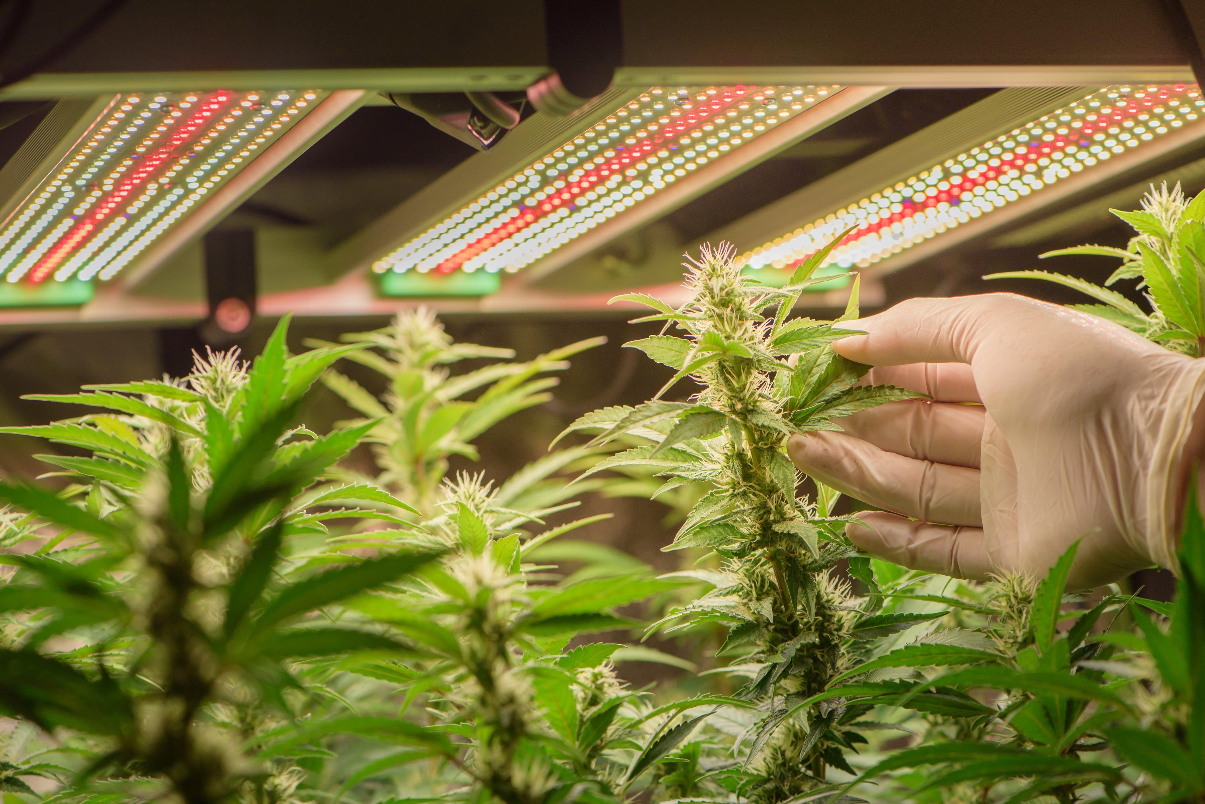 Tout ce que vous devez savoir sur les diverses variétés de fleurs de CBD : Indoor, Outdoor et Greenhouse. Image