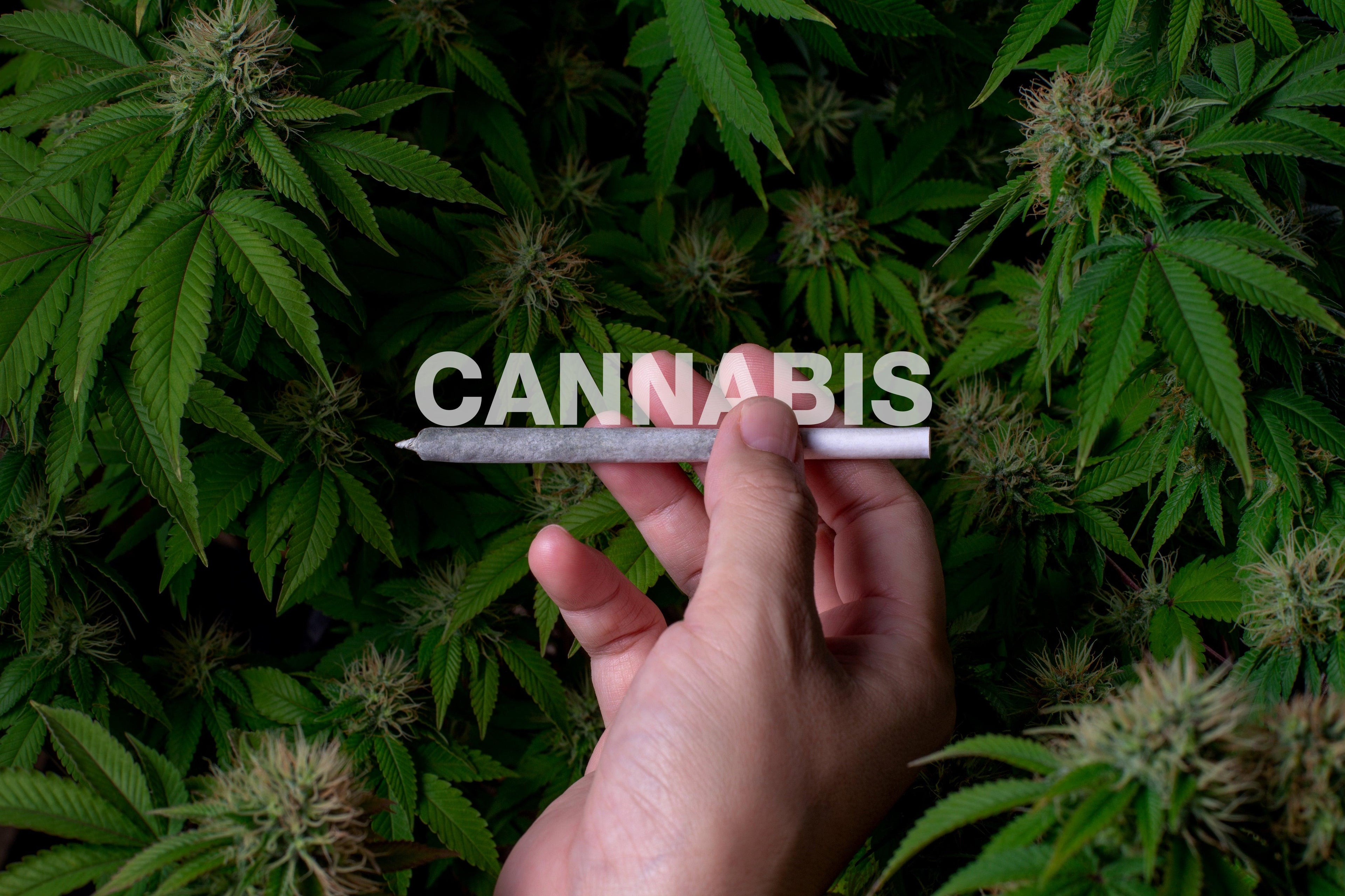 THC et CBD : décryptage des nuances entre ces deux cannabinoïdes Image