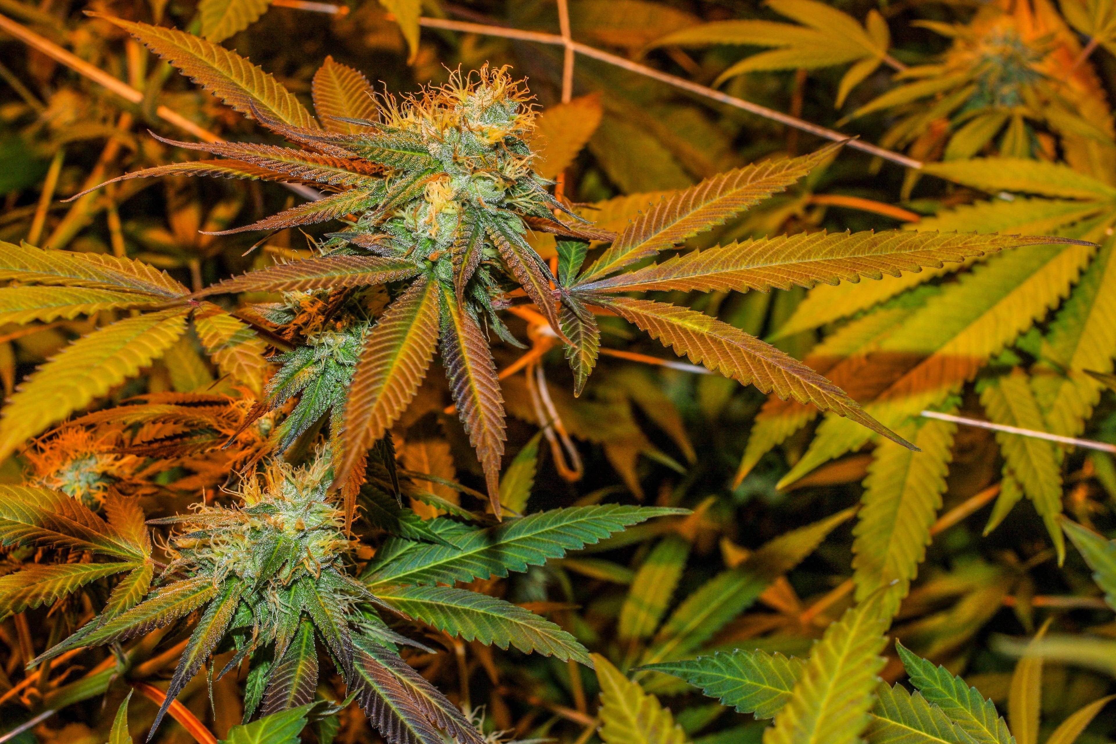 CBG et CBD : exploration des différences entre ces deux cannabinoïdes Image
