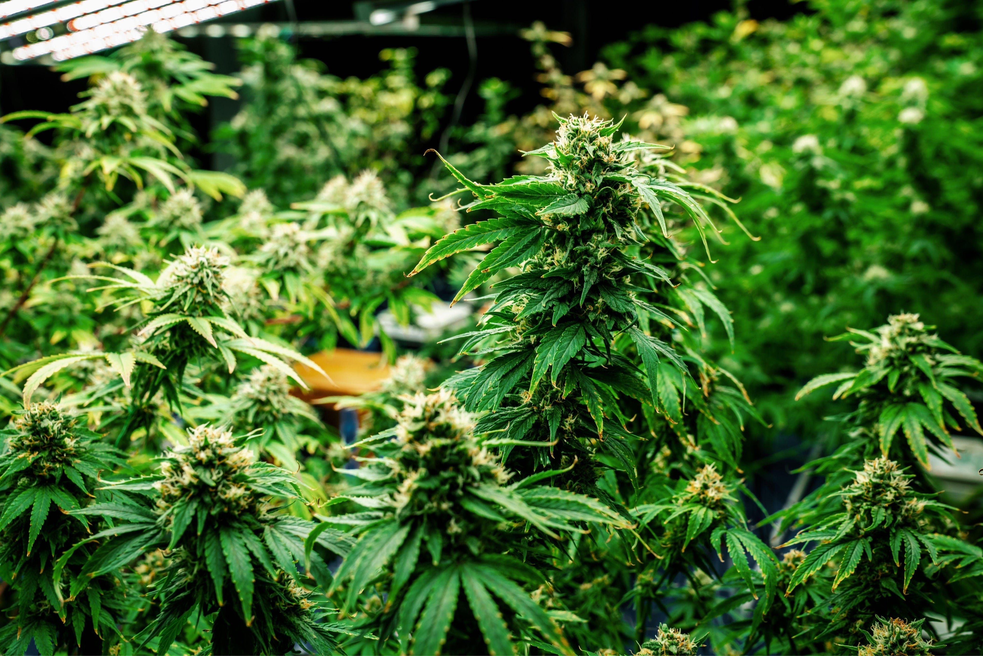 Plongée dans l'univers des Terpènes du Cannabis - Herbe à chat CBD Image