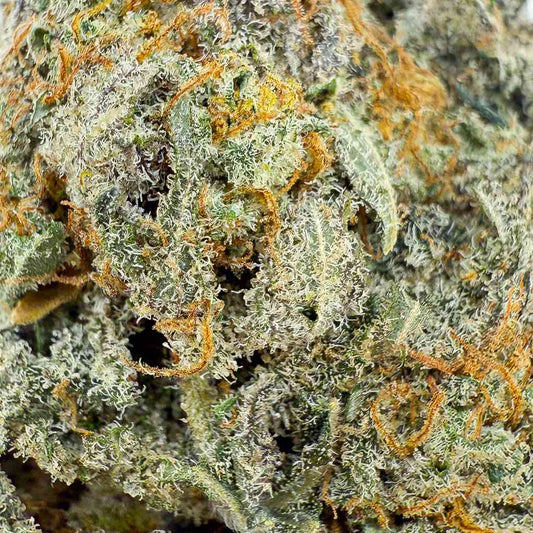 Apple Friter | Indoor hydroponique | USA | 19% CBD