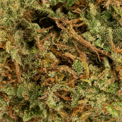 Biscotti | Glass-House | 9% CBD