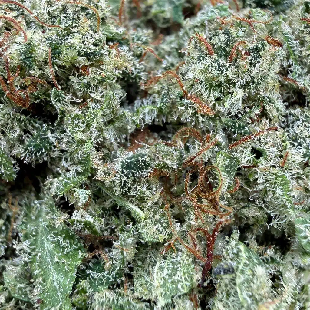 Fleurs brut Iced Runtz indoor de la marque Herbe à chat CBD, cannabis à 15% CBD, image d’un bouquet de fleurs séchées.