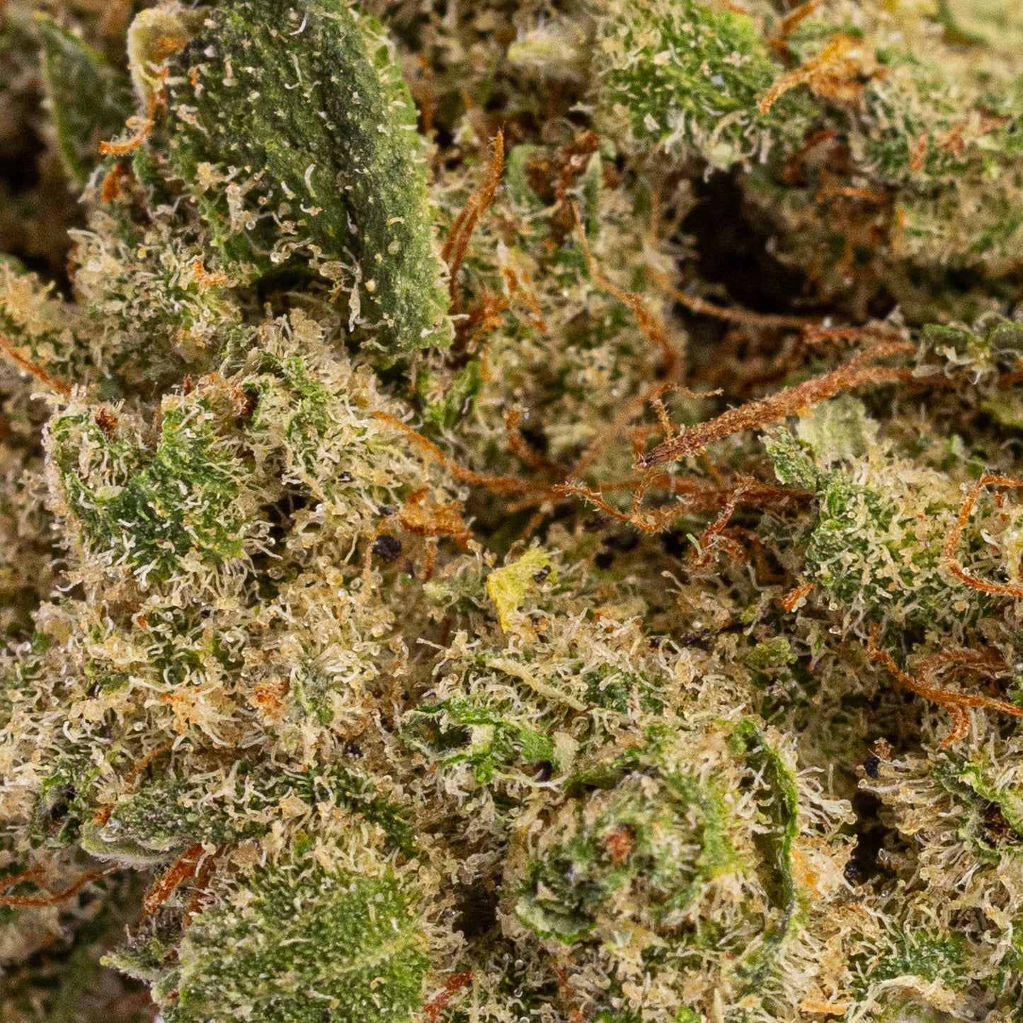 HQ x CT | Indoor hydroponique | 15% CBD