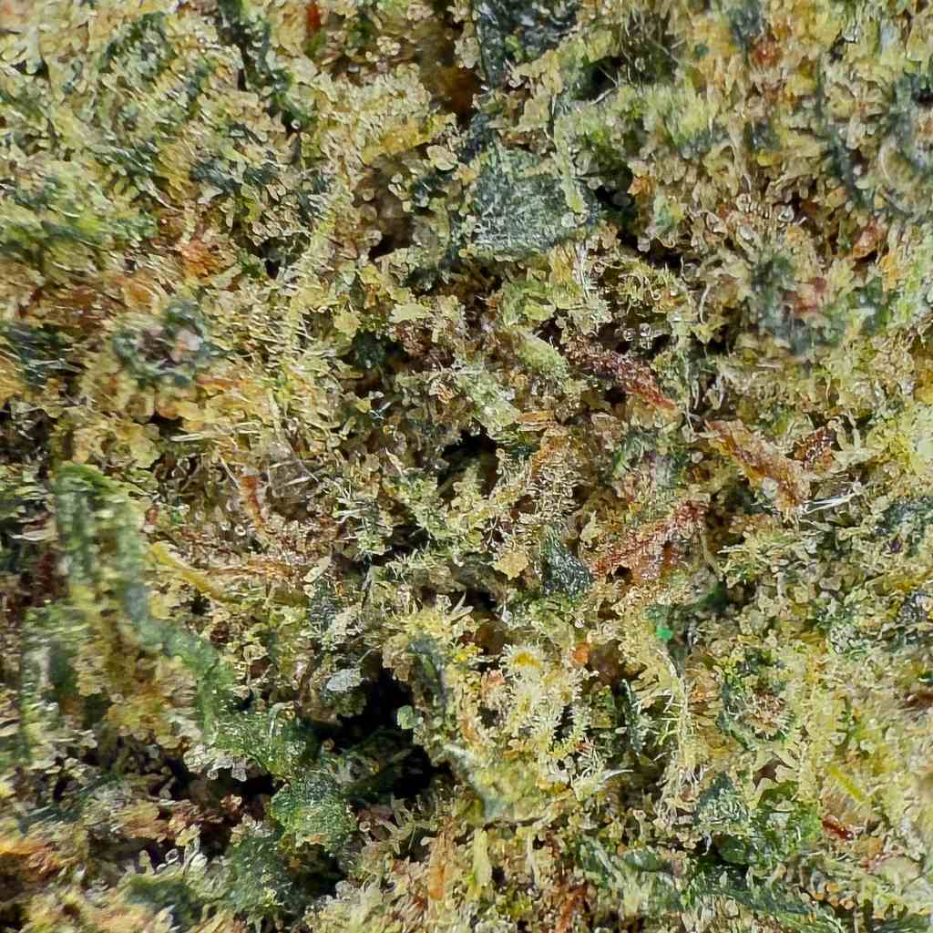 Lemonade | Indoor | 30% CBC