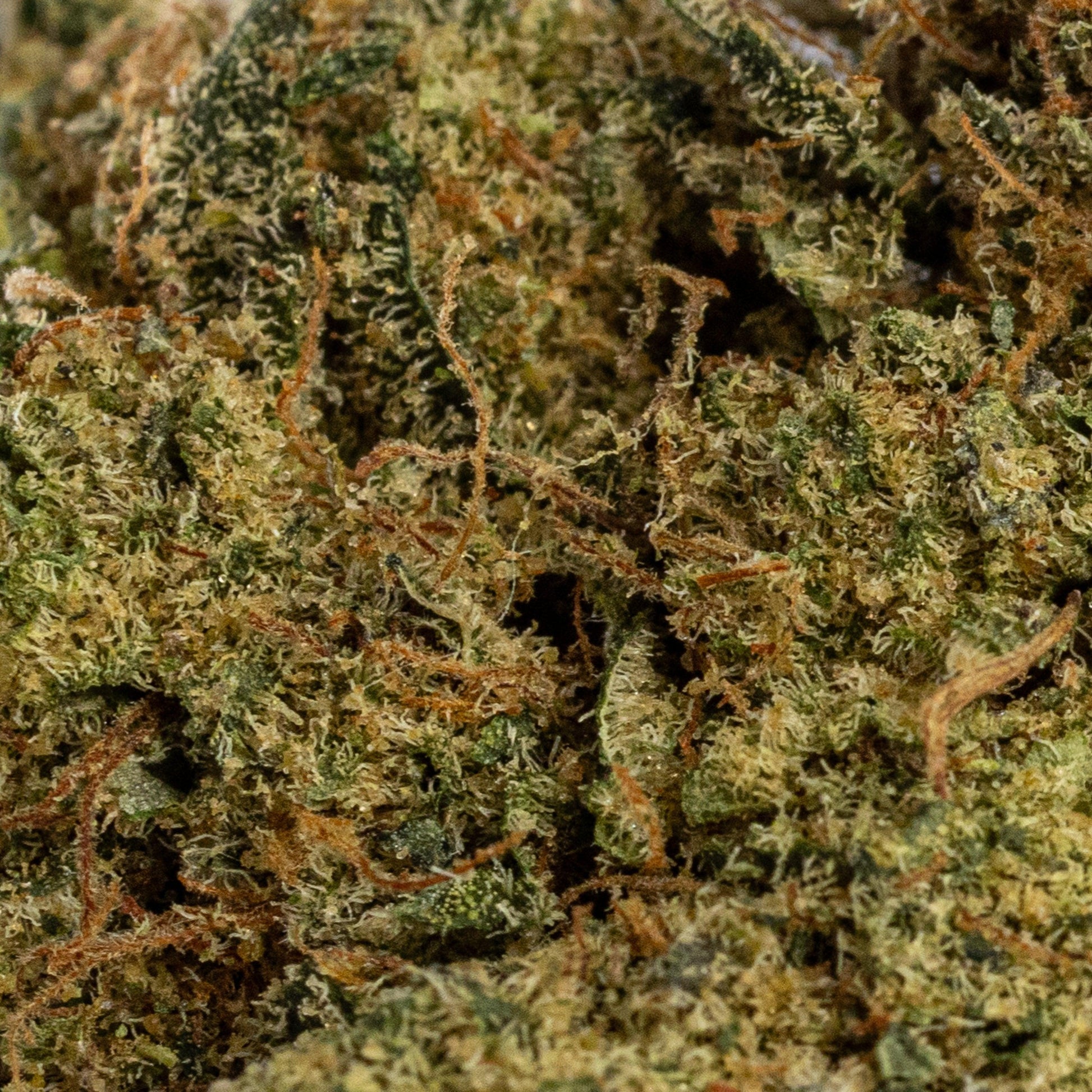 Gelato 33 | Indoor hydroponique | LIVE TERPENES | 12% CBD - Herbe à chat CBD