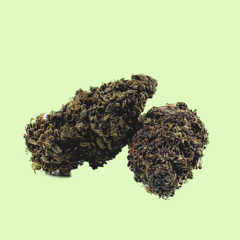 Fleurs brutes Mango Haze de Glass-House, marque Herbe à chat CBD, avec 10% de CBD, visible dans un contenant.