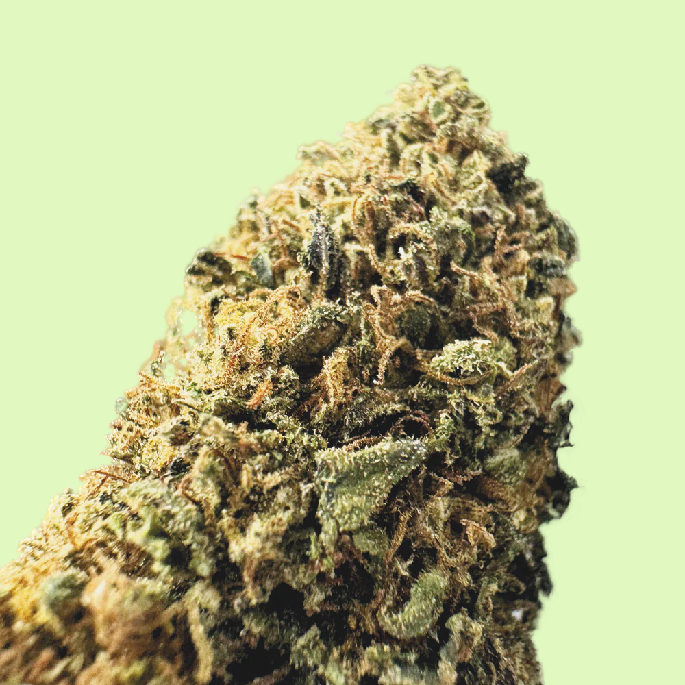 Fleurs de Mango Haze brut de Glass-House, marque Herbe à Chat CBD, avec 10% de CBD, fleurs de cannabis aromatiques et résineuses.