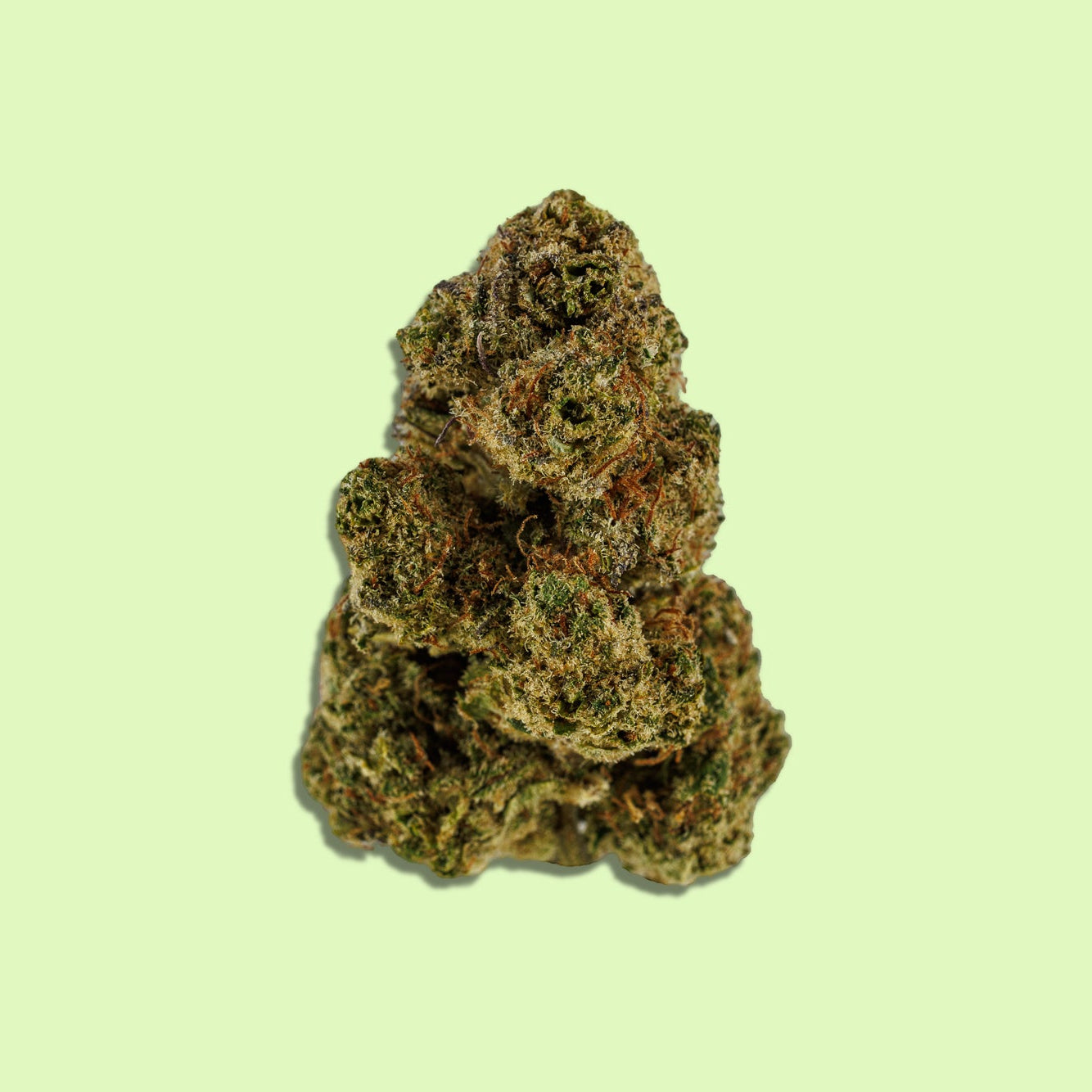 Royal Haze | Indoor hydroponique | LIVE TERPENES | 10% CBD