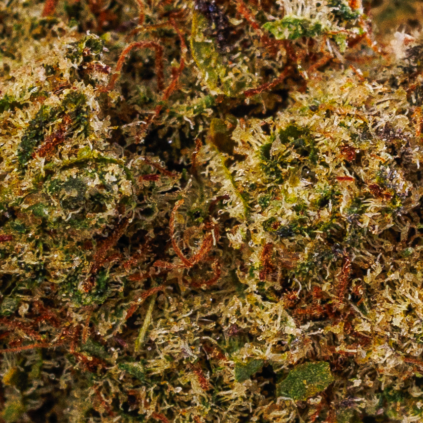 Royal Haze | Indoor hydroponique | LIVE TERPENES | 10% CBD