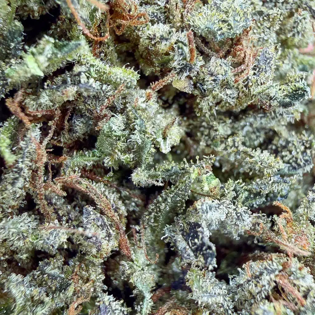 Fleurs de CBD Sour Mango de Glass-House, 14% CBD, variété brut, cultivée aux États-Unis, gros plan sur les buds.