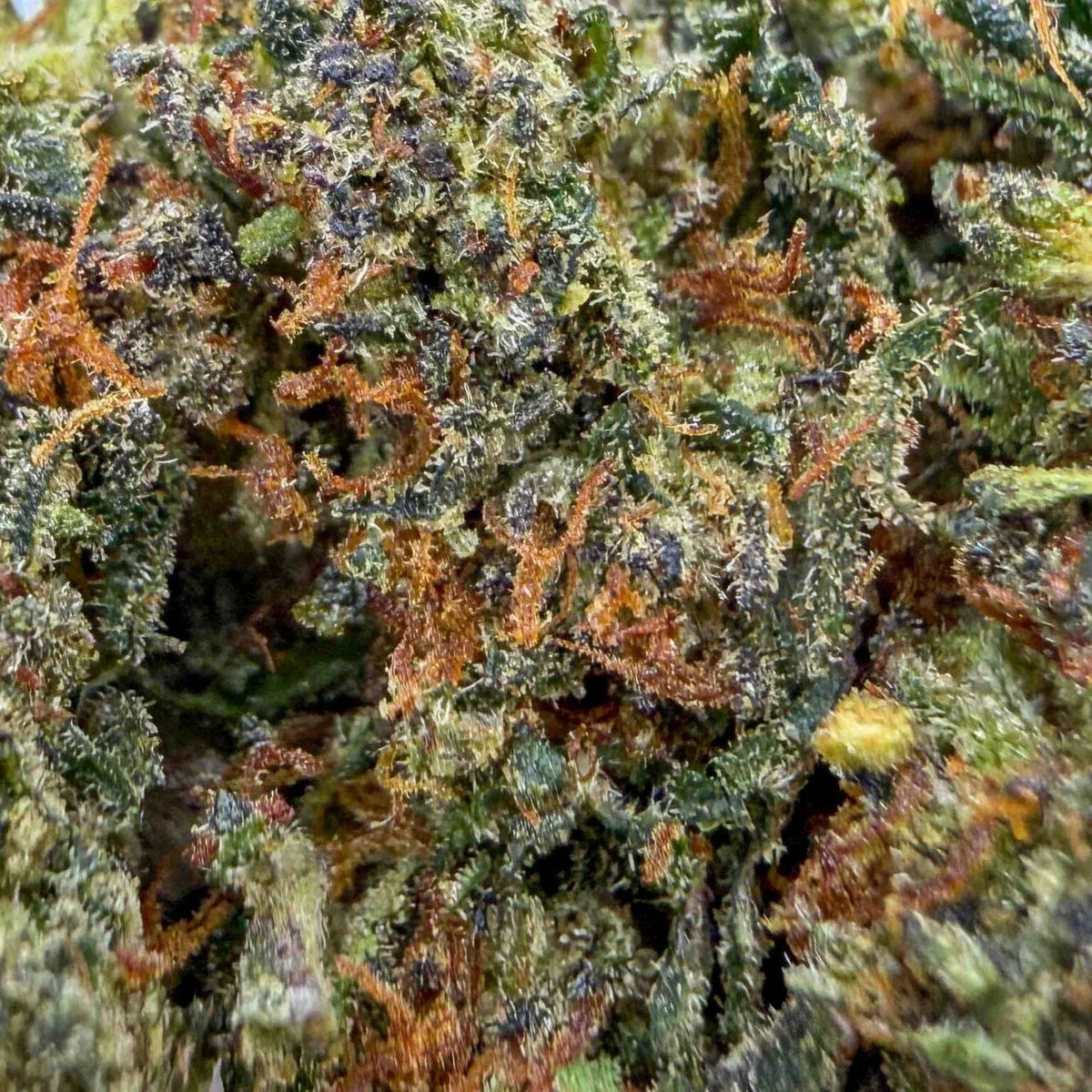 Blackberry Kush | Indoor | 30% CBC