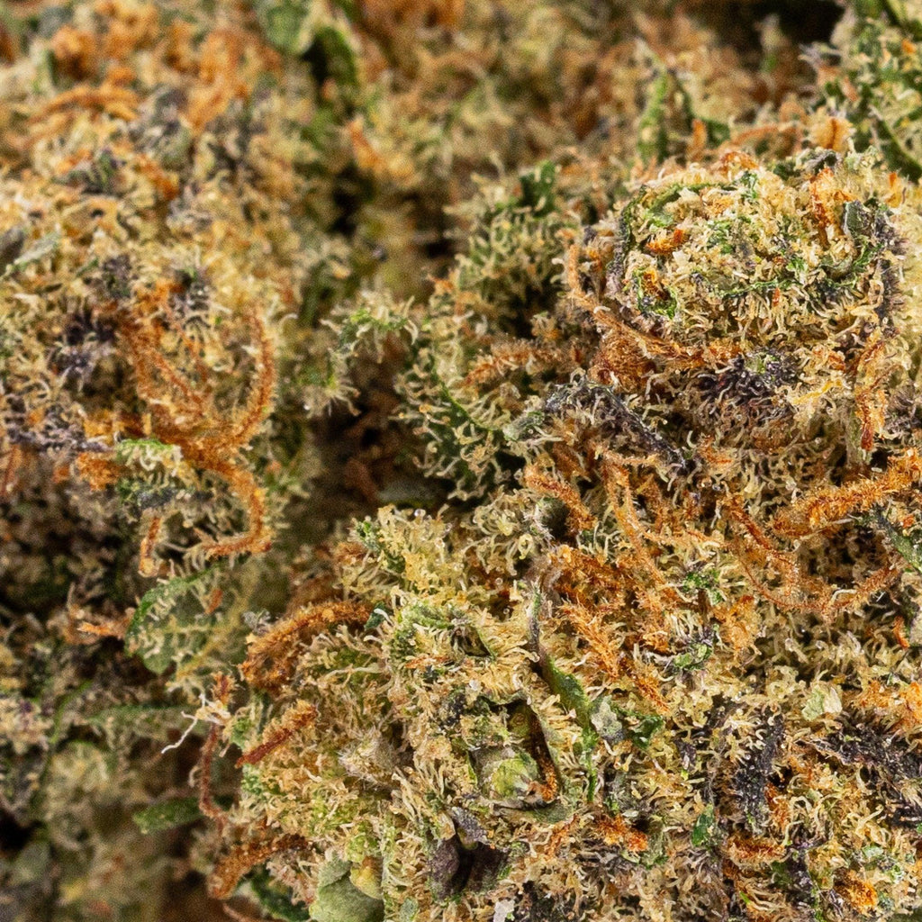Fleurs brutes de Blue Zushi de Herbe à Chat CBD, indoor hydroponique, contenant 15 % de CBD, vue de près.