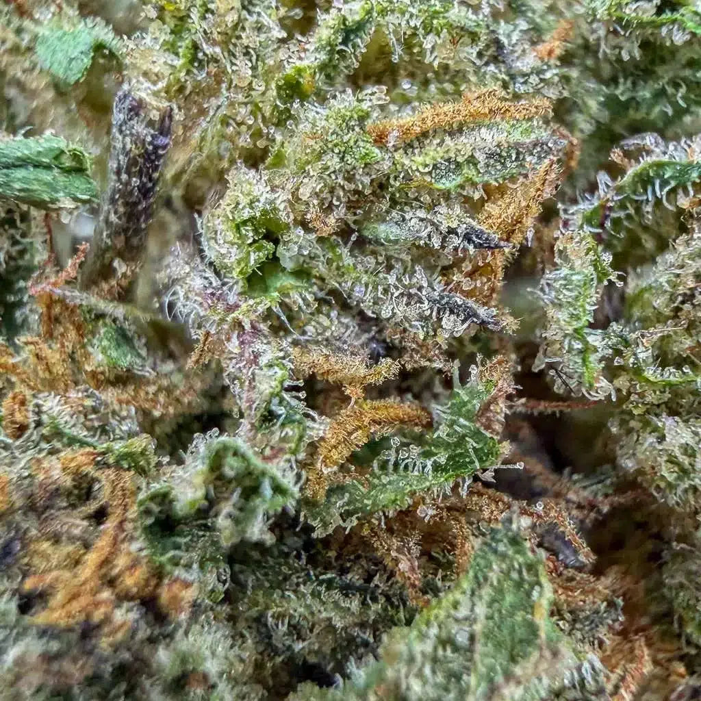 Fleurs brutes Cosmic Cookies de Glass-House, marque Herbe à Chat CBD, avec 13 % de CBD, vue en gros plan.