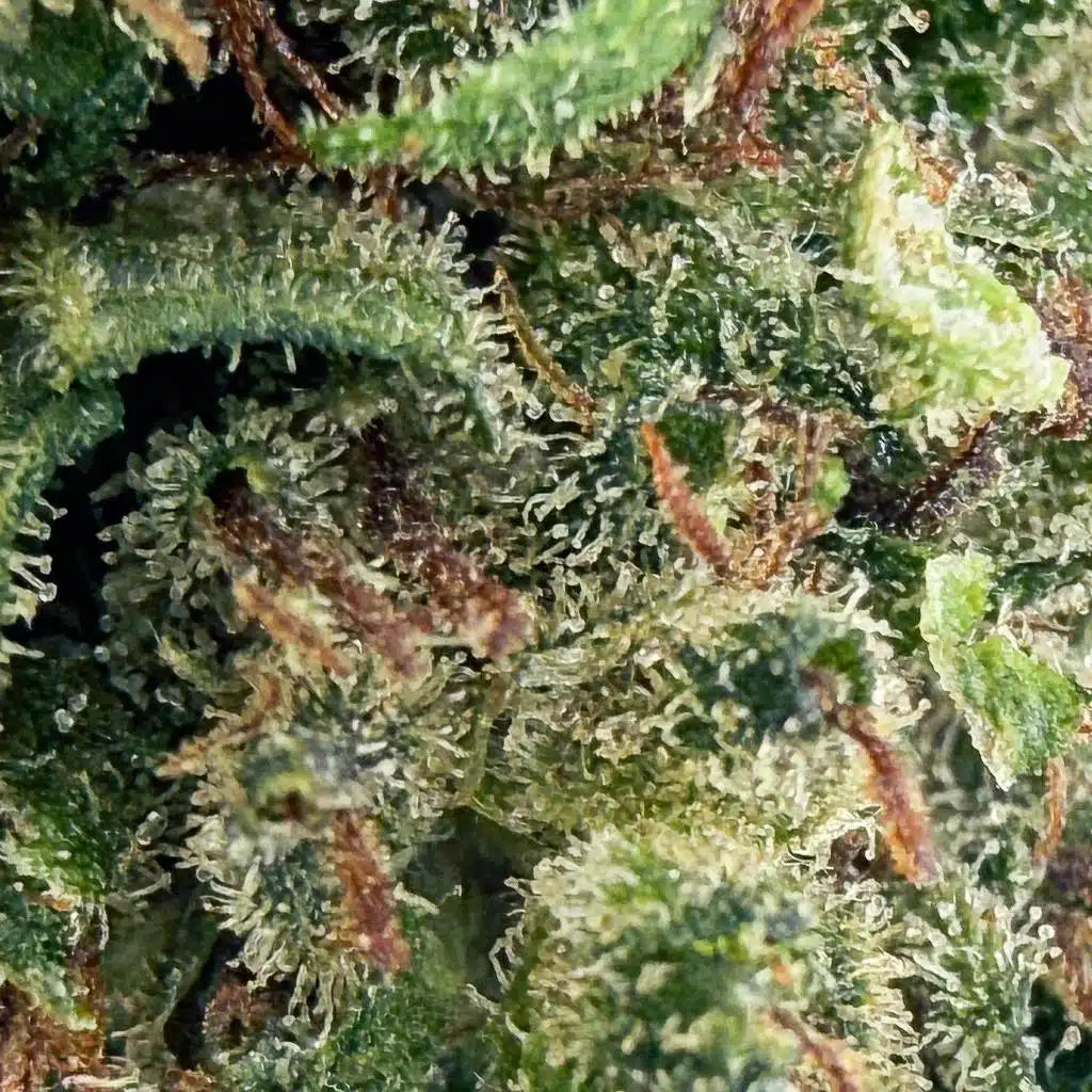 Fleurs brut Critical Berry de Herbe à chat CBD, indoor, 30% CBC, bourgeons verts et parfumés.