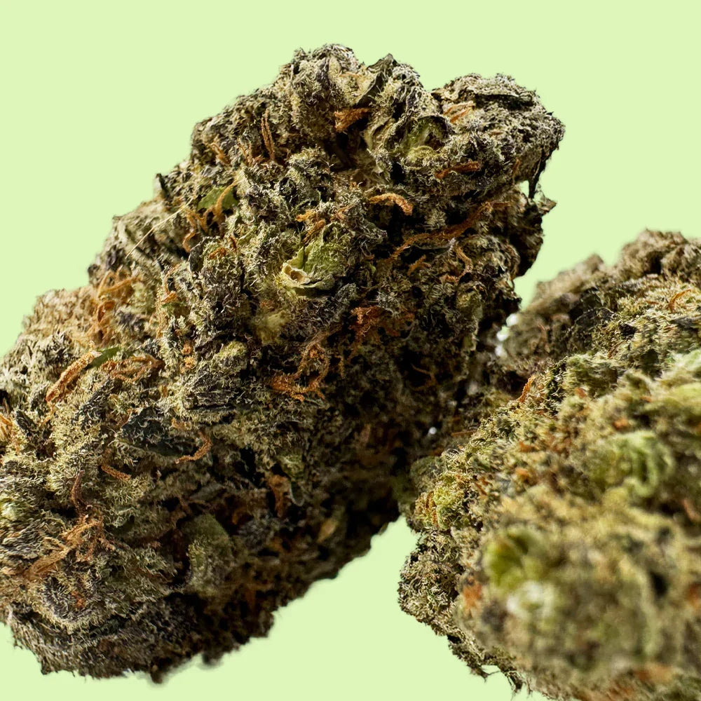 Fleurs brut GMO Cookies CBD de Herbe à Chat CBD, culture hydroponique intérieure, 19% CBD, aux États-Unis.
