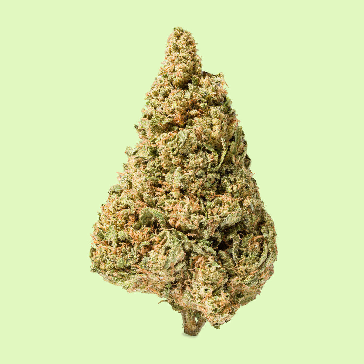 Fleurs brut Honey Cheese de la marque Herbe à Chat CBD, floraison dense avec pistils orange, sur fond neutre.