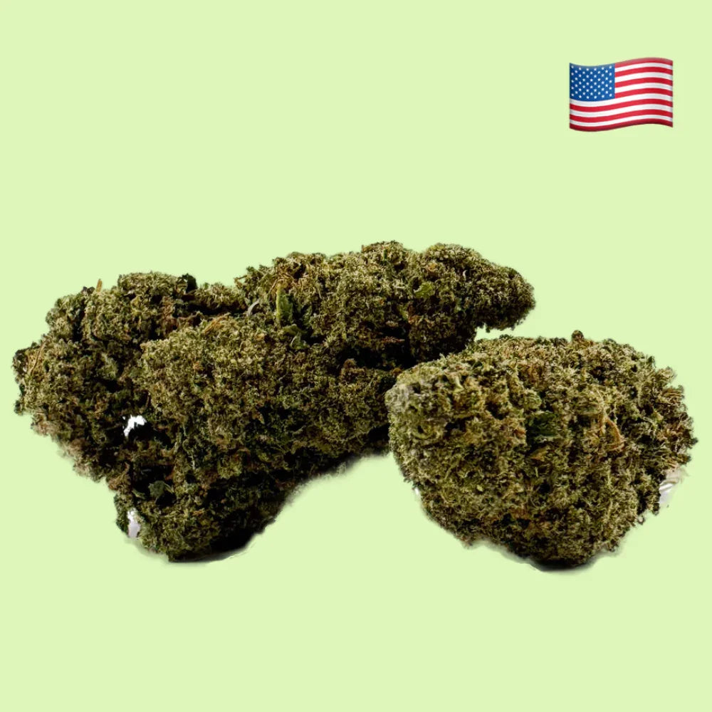 Fleurs brut Lemon Gelato CBD Herbe à Chat, intérieur hydroponique, 19% CBD, plante de cannabis aux fleurs vert clair.